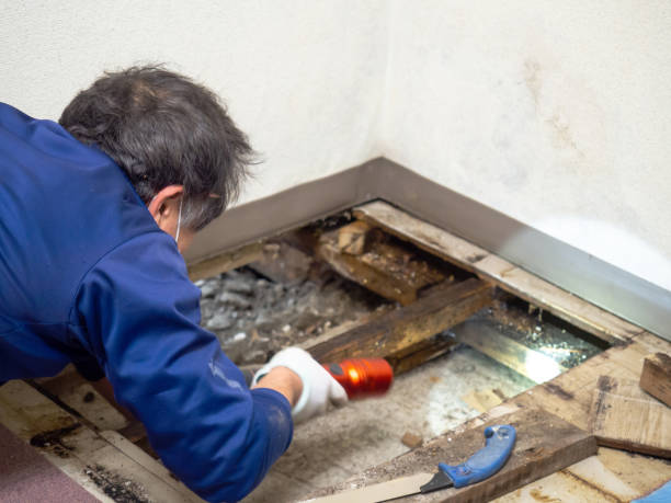Best Crawl Space Mold Remediation in Osseo, MN