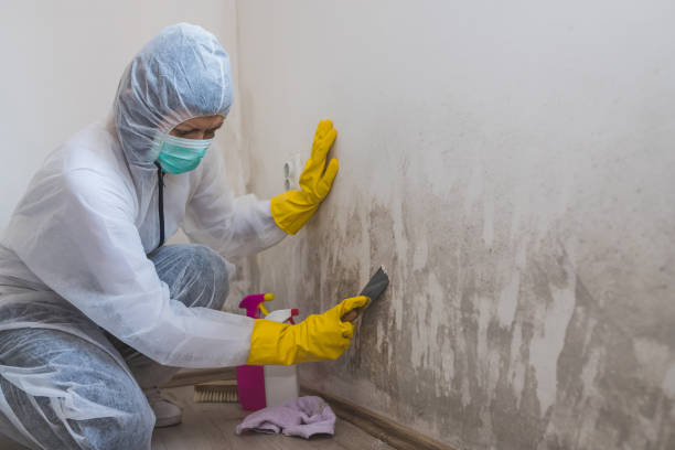 Best Bathroom Mold Remediation in Osseo, MN