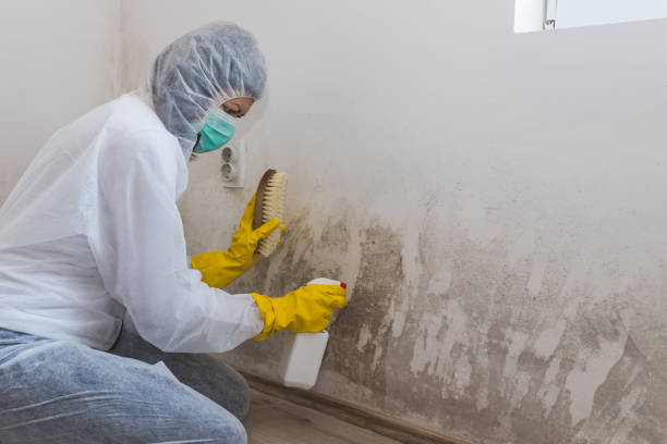 Best Black Mold Remediation in Osseo, MN