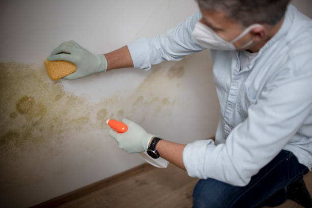 Best Post-Flood Mold Remediation in Osseo, MN