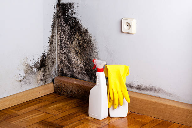Best Residential Mold Remediation in Osseo, MN