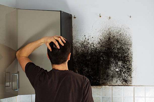 Best Industrial Mold Remediation in Osseo, MN