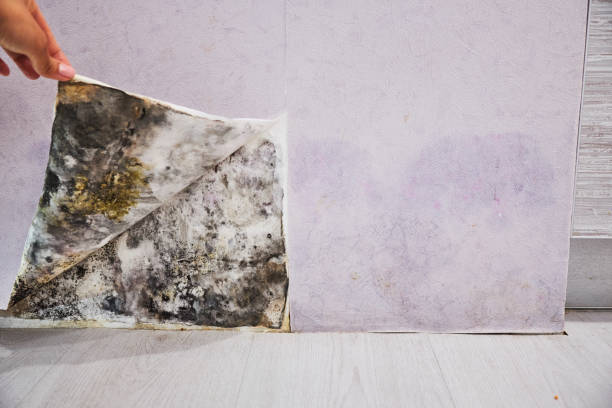 Best Basement Mold Remediation in Osseo, MN